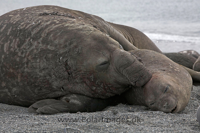 Southern elephant seals, SG_MG_7297