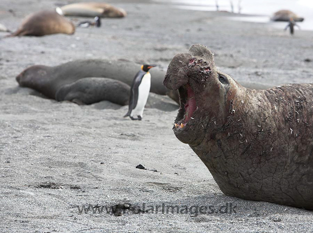 Southern elephant seals, SG_MG_7310