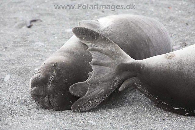 Southern elephant seals, SG_MG_7313