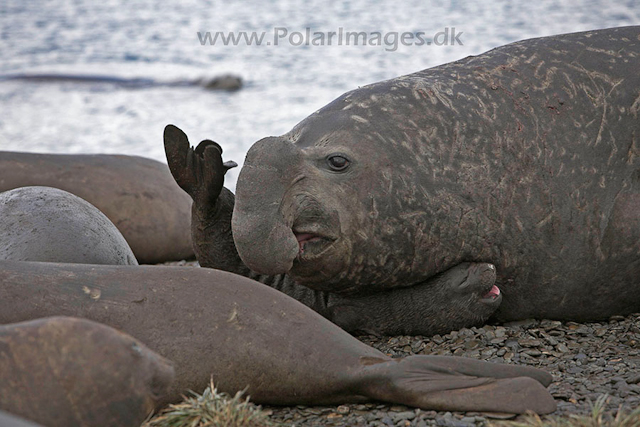 Southern elephant seals, SG_MG_7513