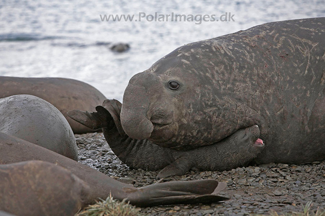 Southern elephant seals, SG_MG_7515