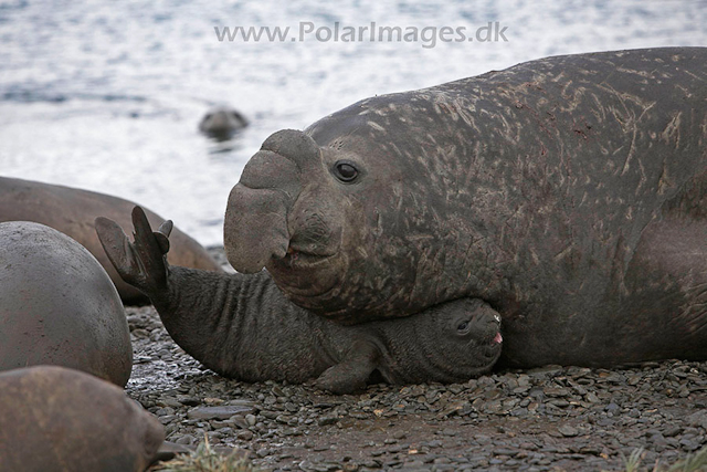 Southern elephant seals, SG_MG_7517