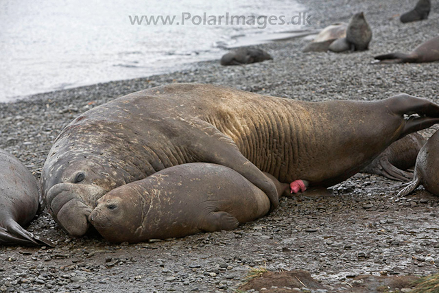 Southern elephant seals, SG_MG_7533