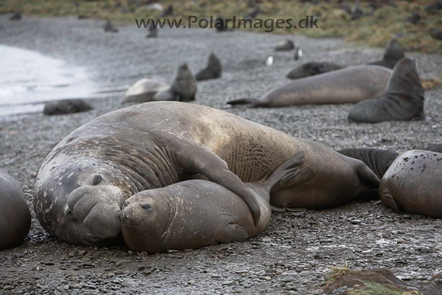 Southern elephant seals, SG_MG_7535