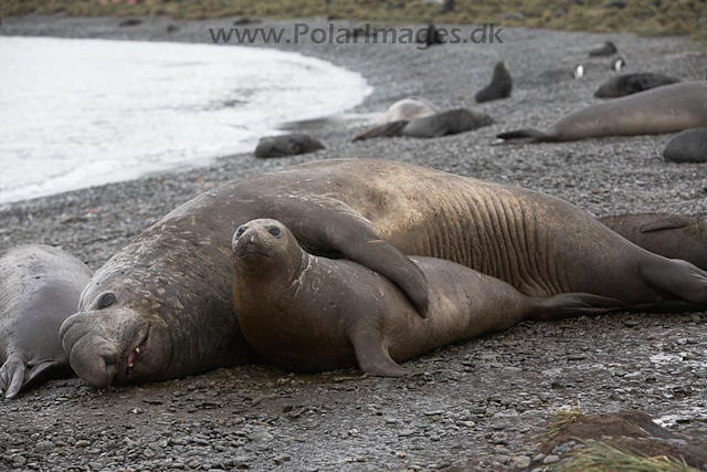 Southern elephant seals, SG_MG_7546