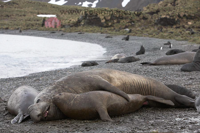 Southern elephant seals, SG_MG_7550