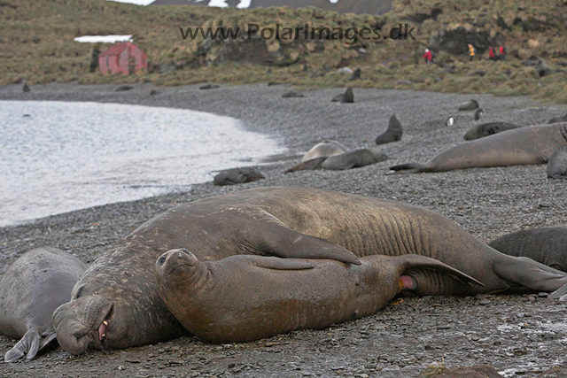 Southern elephant seals, SG_MG_7564