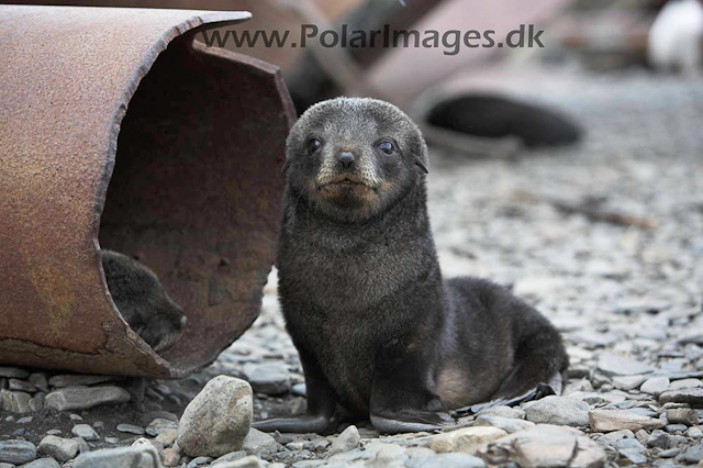 Stromness Fur seal pubs_MG_7950