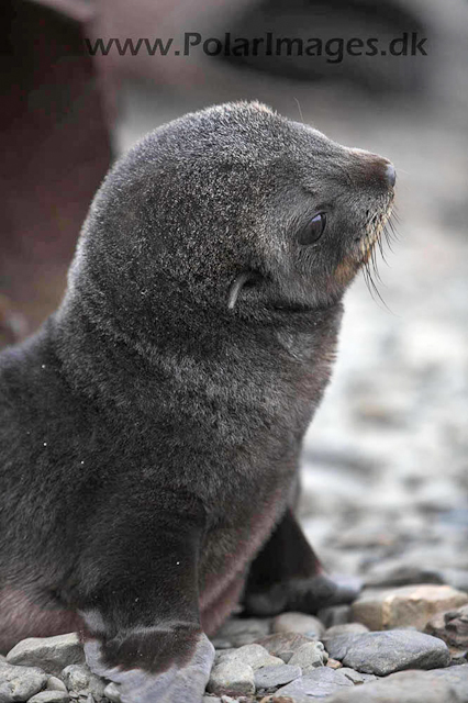 Stromness Fur seal pubs_MG_7958