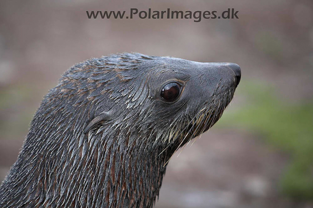 Stromness Fur seal pubs_MG_8002