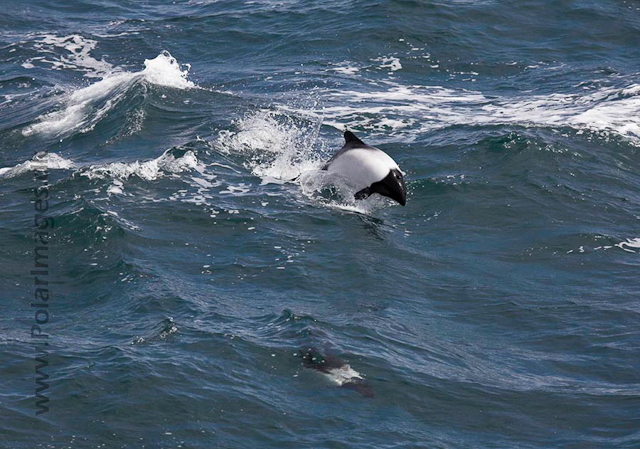 Commerson's dolphin_MG_1766