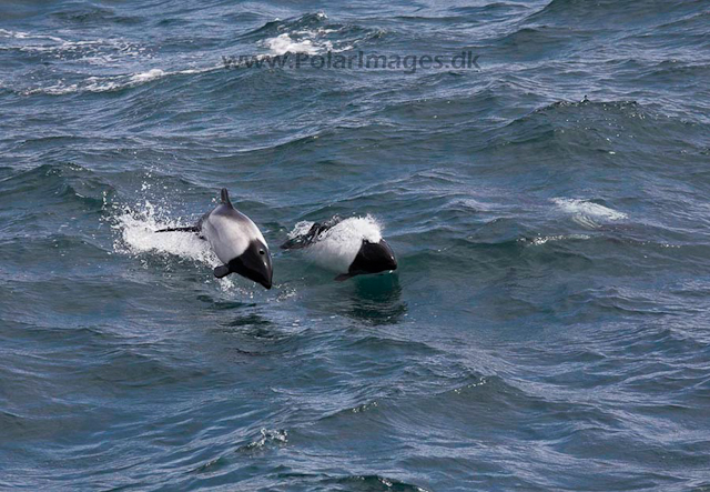 Commerson's dolphin_MG_1771