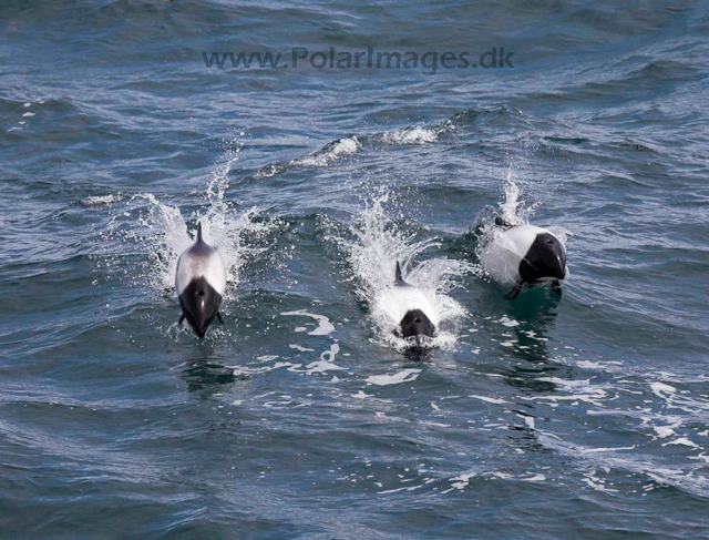 Commerson's dolphin_MG_1773