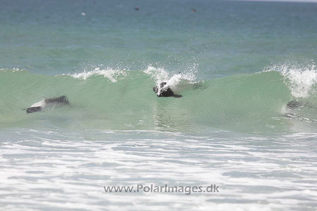 Commerson's dolphins_MG_1802