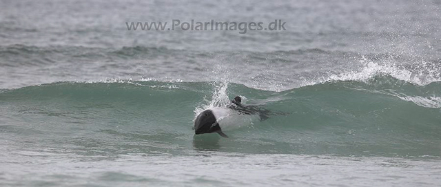 Commerson's dolphins_MG_1984