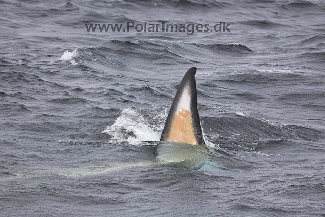 Fin whale_MG_7983