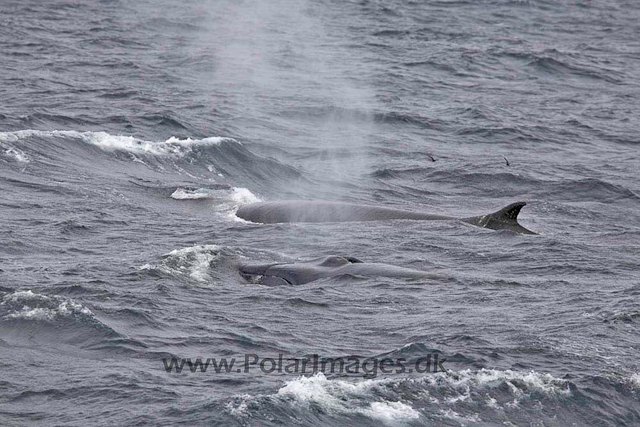 Fin whales_MG_7966