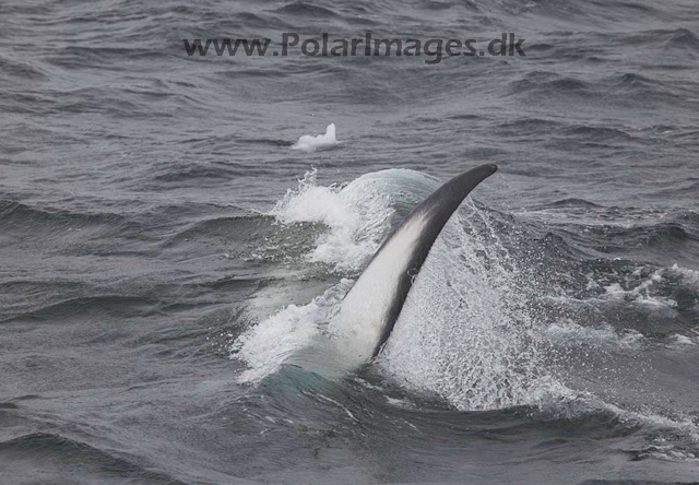 Fin whales_MG_7990