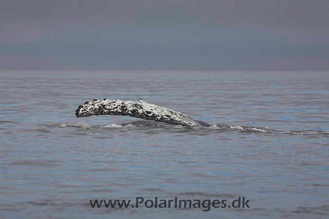 Hannah Point Humpbacks_MG_0001-01