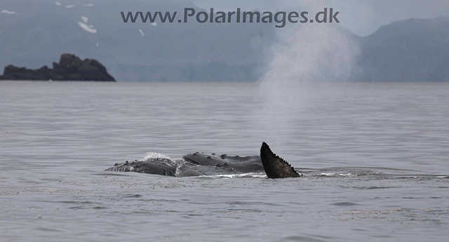 Hannah Point Humpbacks_MG_0003-01