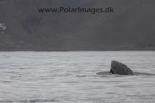 Hannah Point Humpbacks_MG_0007-01