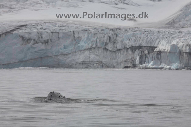 Hannah Point Humpbacks_MG_0010-01