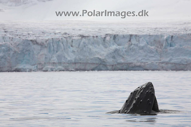 Hannah Point Humpbacks_MG_0011-01