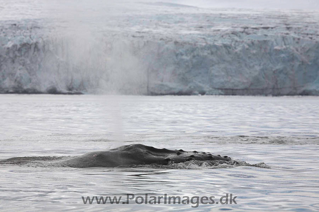 Hannah Point Humpbacks_MG_0018-01