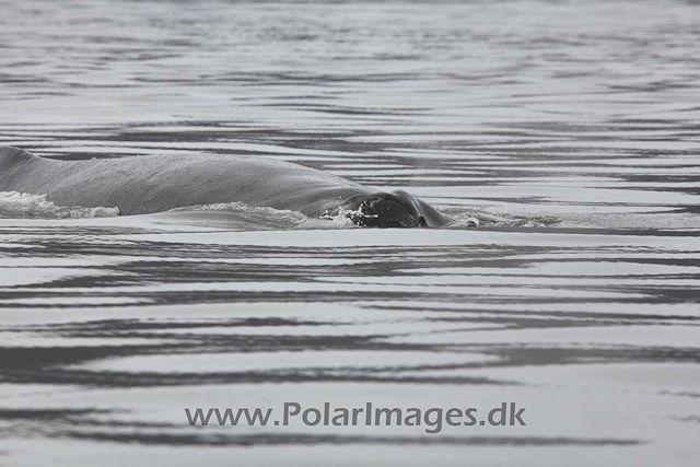 Hannah Point Humpbacks_MG_0019-01