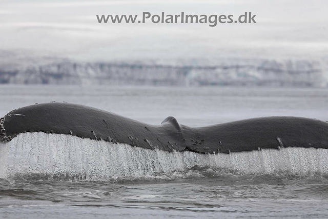 Hannah Point Humpbacks_MG_0023-01