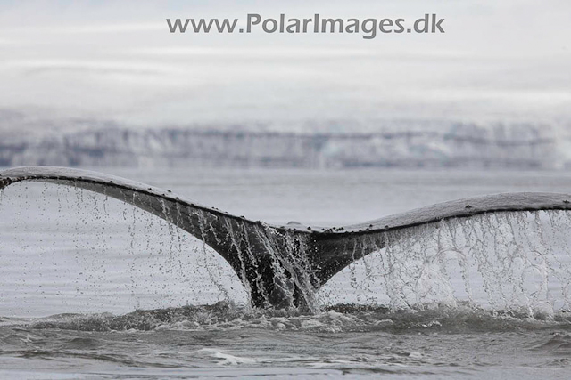 Hannah Point Humpbacks_MG_0024-01