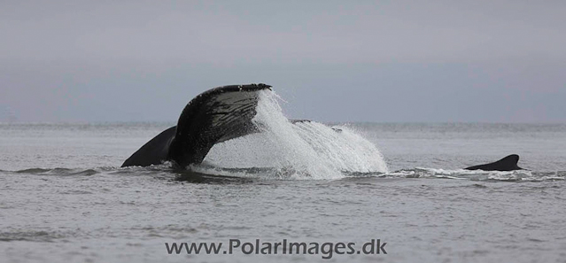 Hannah Point Humpbacks_MG_0027-01