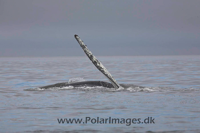 Hannah Point Humpbacks_MG_9999-01