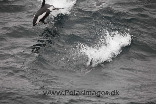 Hourglass dolphins_MG_7193-01