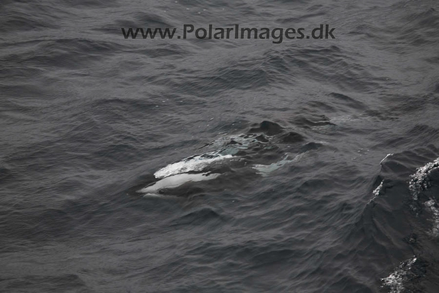 Hourglass dolphins_MG_7199-01