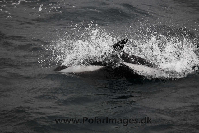 Hourglass dolphins_MG_7203-01