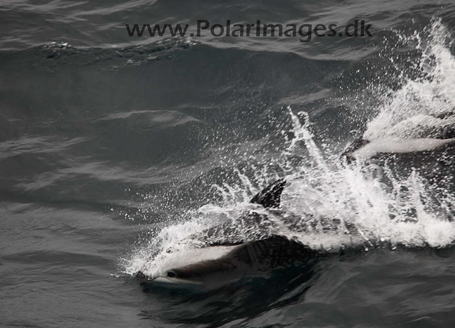 Hourglass dolphins_MG_7215-01