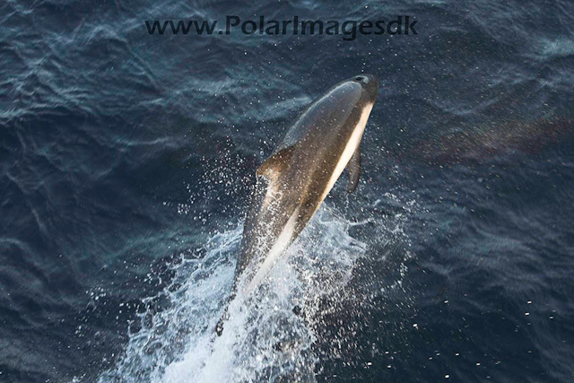 Peales dolphin_MG_0392-01