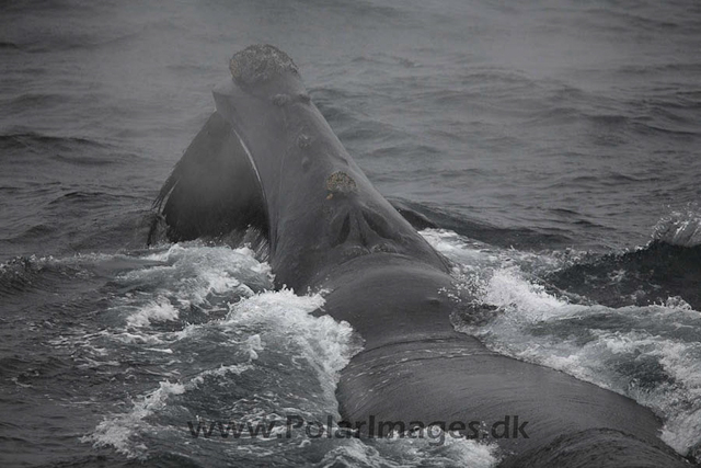 Southern right whale Bransfield Strait_MG_5660-01