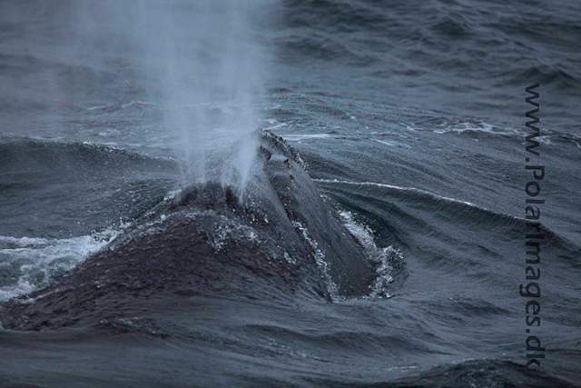 Southern right whale Bransfield Strait_MG_5698-01