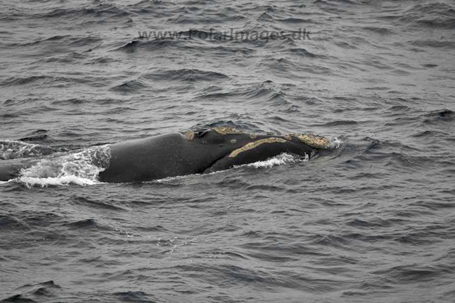 Southern right whale_MG_2896