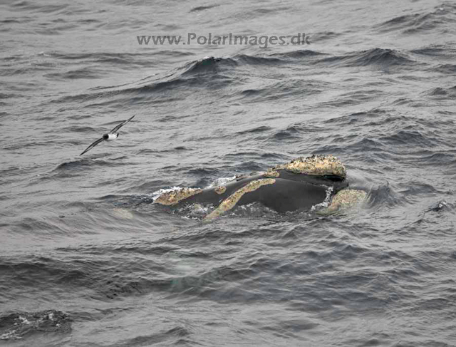 Southern right whale_MG_2901