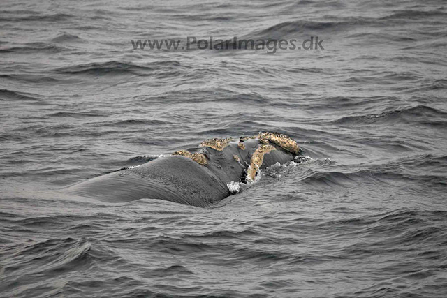 Southern right whale_MG_2907