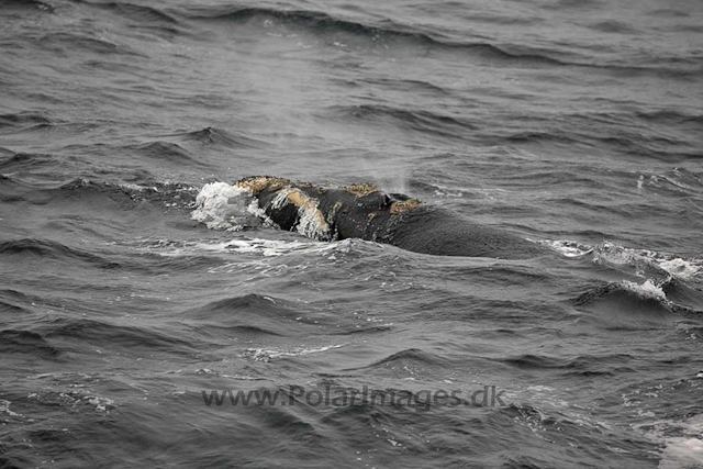 Southern right whale_MG_2917