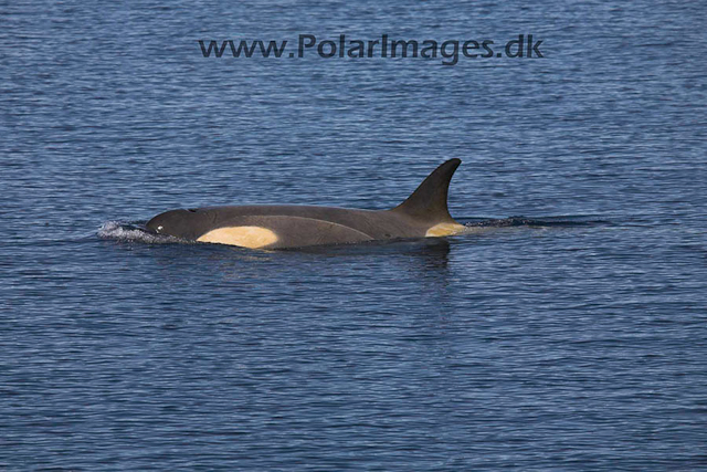 Weddell Sea Orca_MG_9397-02