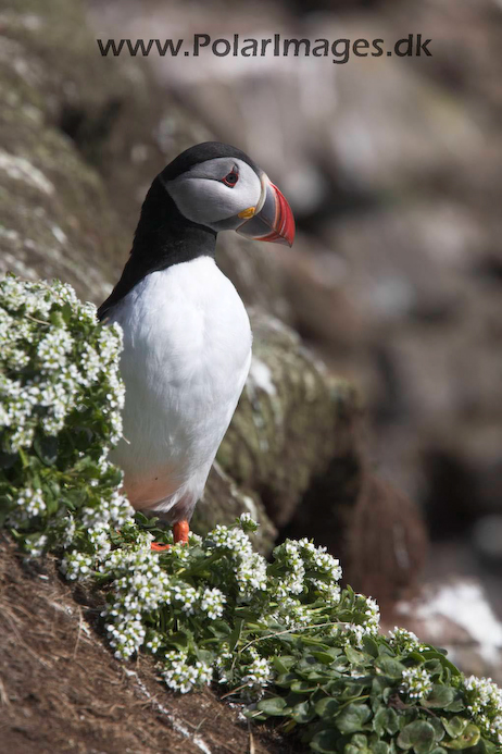 Puffin_MG_3082