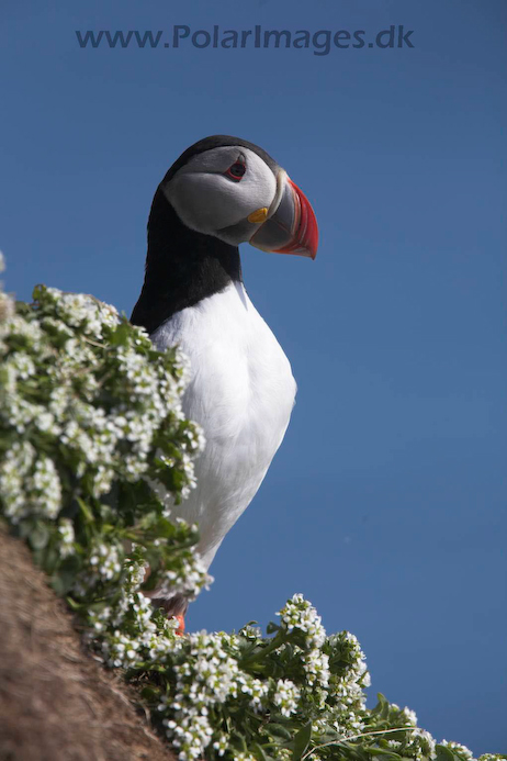 Puffin_MG_3085