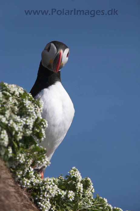 Puffin_MG_3086