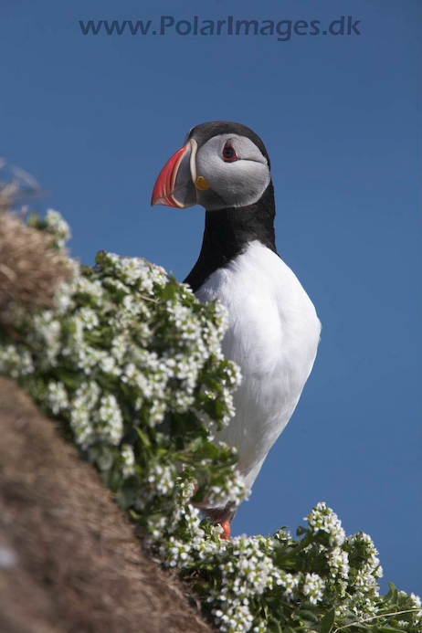 Puffin_MG_3092