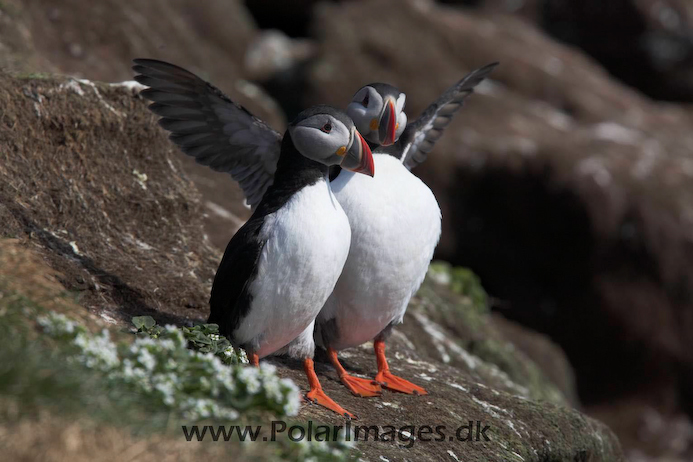 Puffins_MG_3041